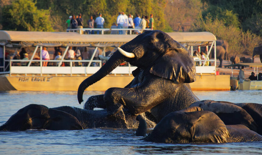 Chobe Day Trip/Botswana