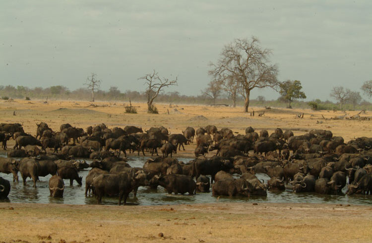 hwange 1